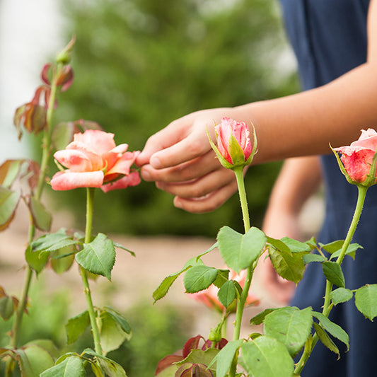 TRAIN YOUR CHILDREN TO MAKE SOLA WOOD ROSES