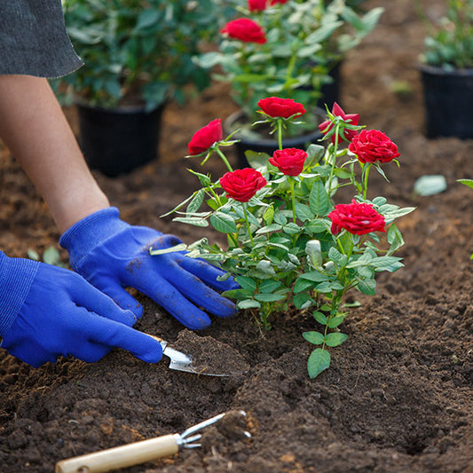 How balsa wood flowers are made