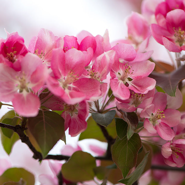 THE MOST ECO-FRIENDLY FLOWERS