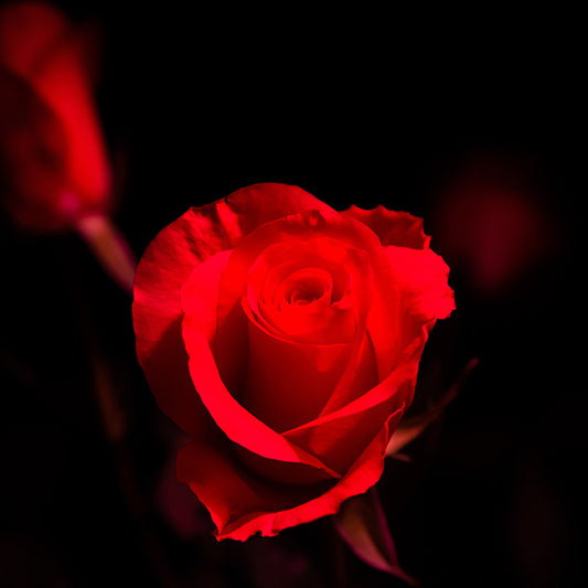 Beautiful flowers that bloom at night