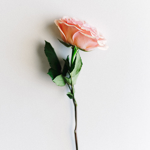 What are the best features of sola wood flowers