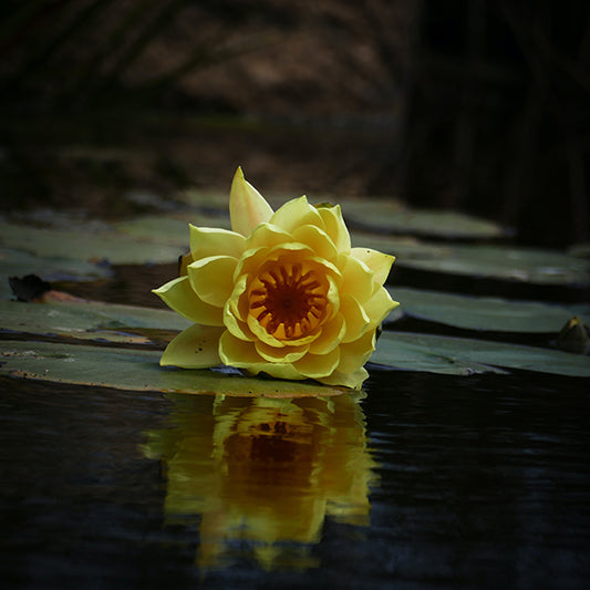 Beautiful Flowers that Grow in Water