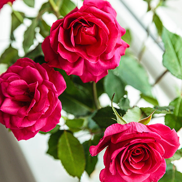 IDEAS TO INSPIRE YOUR SOLA WOOD FLOWER CREATIONS