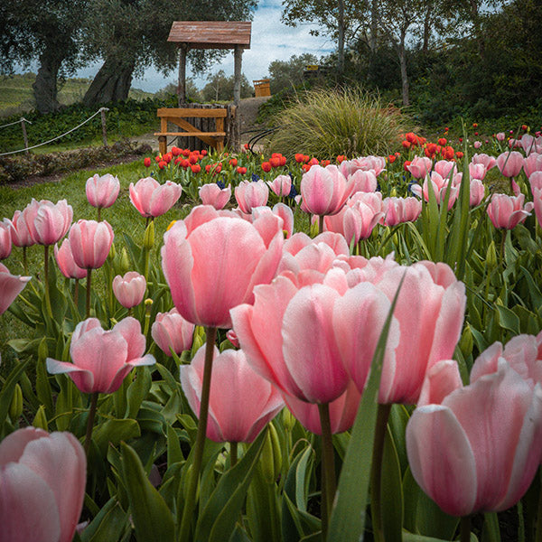 Flowers that bloom in autumn and winter