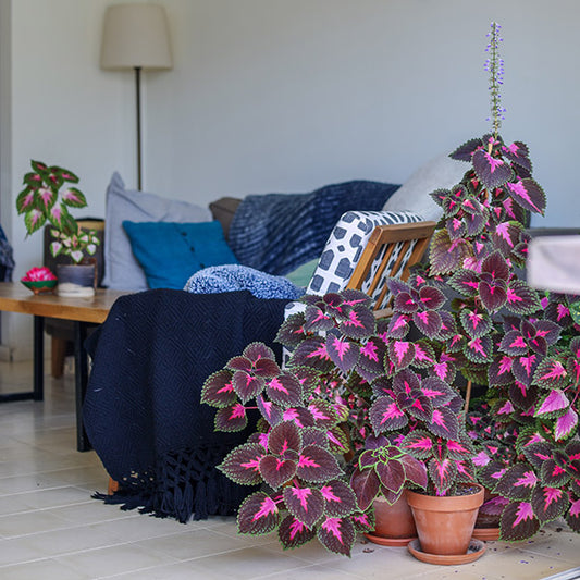Create your vertical living garden