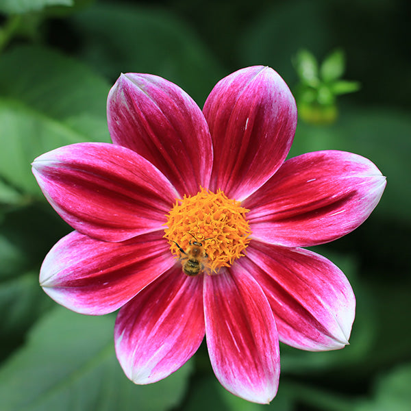 Beginning of fall – fun facts you love to know