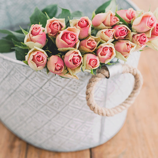 Most beautiful flowering succulents