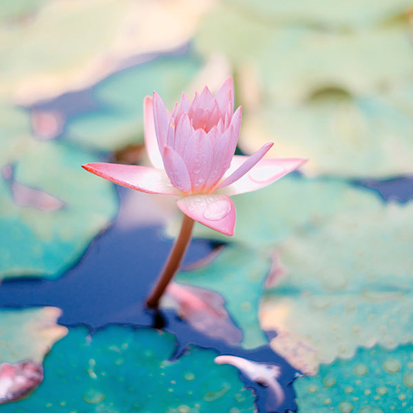 Lilies in pink