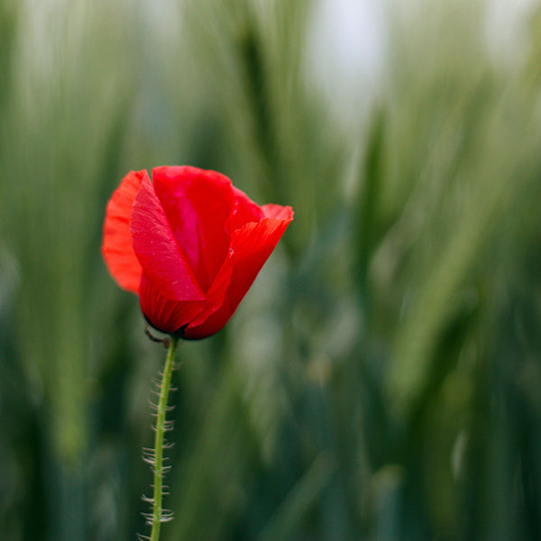 The Poppy Flower