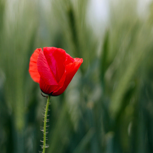 The Poppy Flower