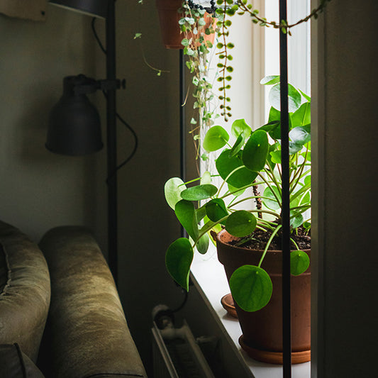 What to consider when buying fake plants & flowers