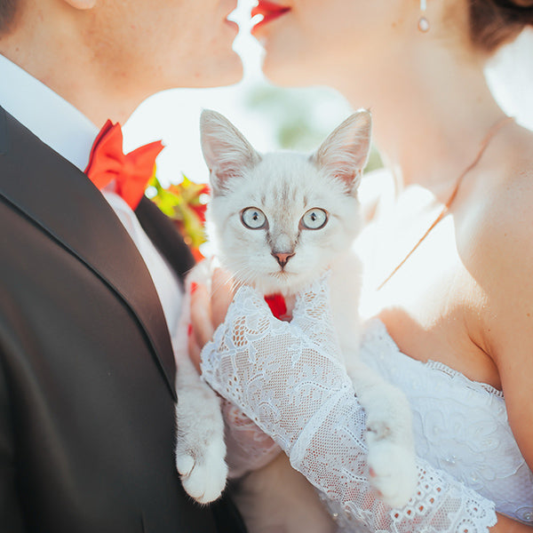 Everything You Need to Know About Including Your Pet at Your Wedding