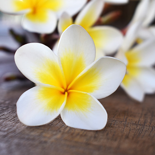 Why people choose these wooden flowers?