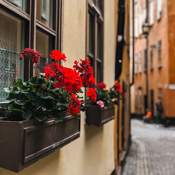 Decorate your window boxes with fake flowers