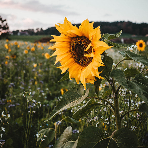 Sunflower – just a so sweet bloom