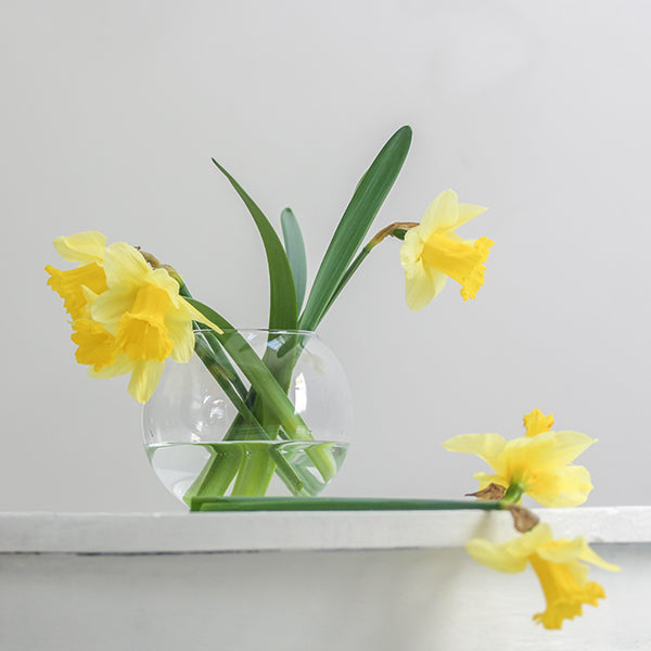 Daffodil – Flower of the Month March