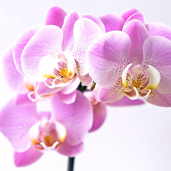 Most Popular Types of Orchids