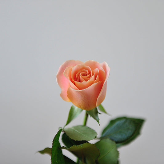 Expert care tips for sola wood flowers
